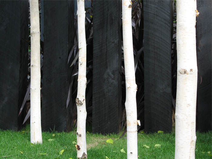 Photo of white tree trunks against black wooden posts