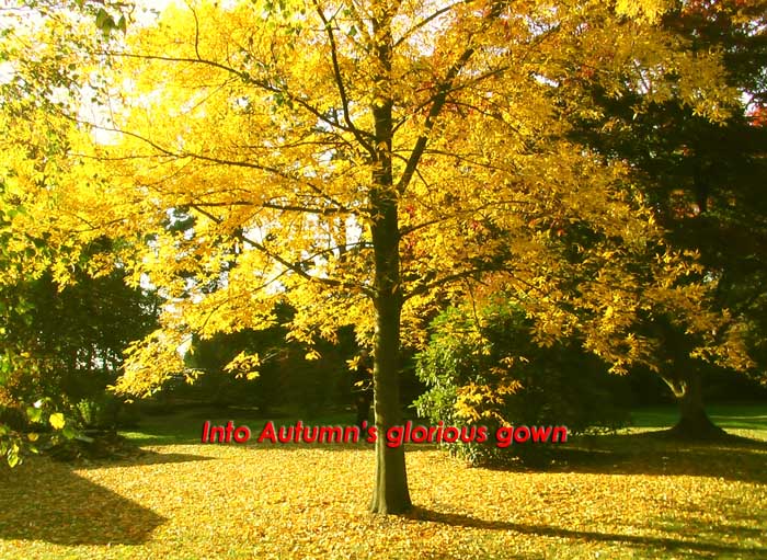 Into Autumn’s glorious gown written on a tree in full blaze of Autumn's golden spendor with the sunshine highlighting the equally bright leaves on the forest floor