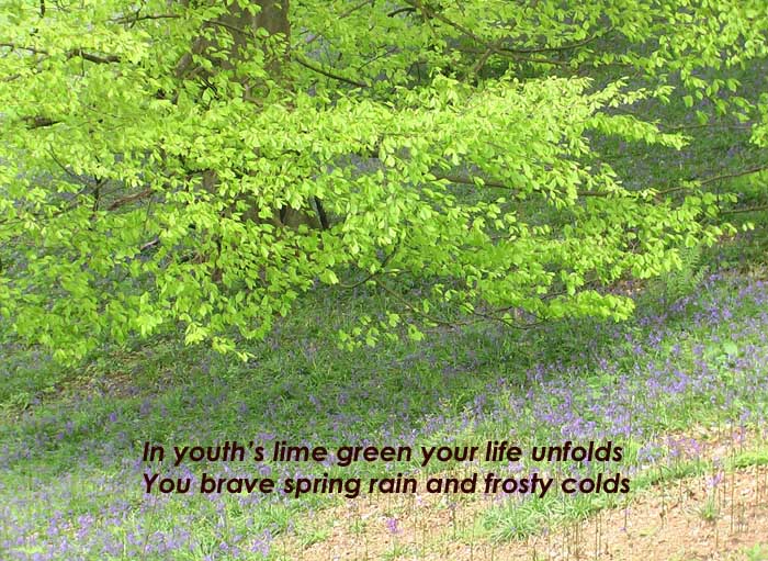 "In youth's lime green your life unfolds" on the background of a tree in lime green flush of youthful leaves.