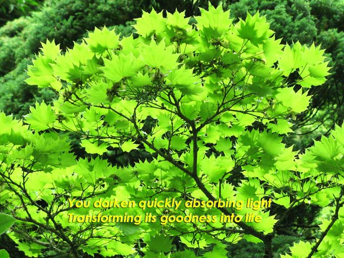 You darken quickly absorbing light transforming it's goodness into life on the leaves of a backlit Ginko Biloba tree