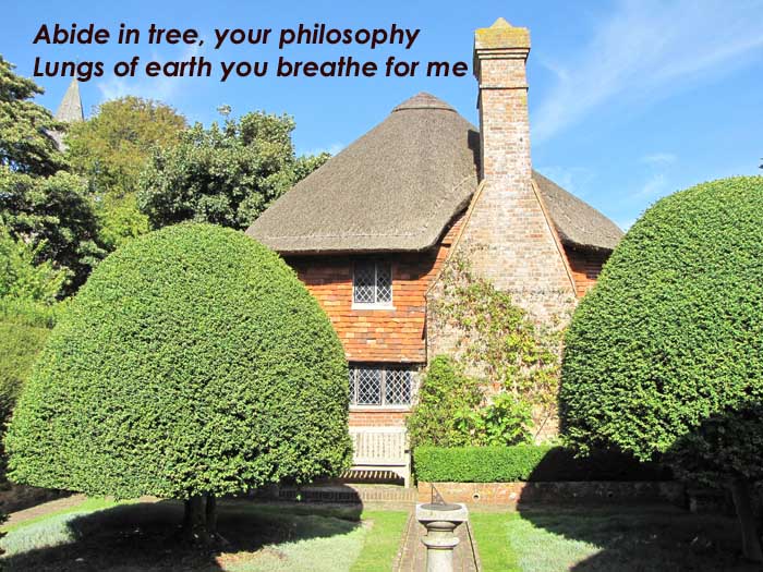 Abide in tree, your philosophy lungs of the earth you breathe for me on a photo of two rounded trees by a thatched house