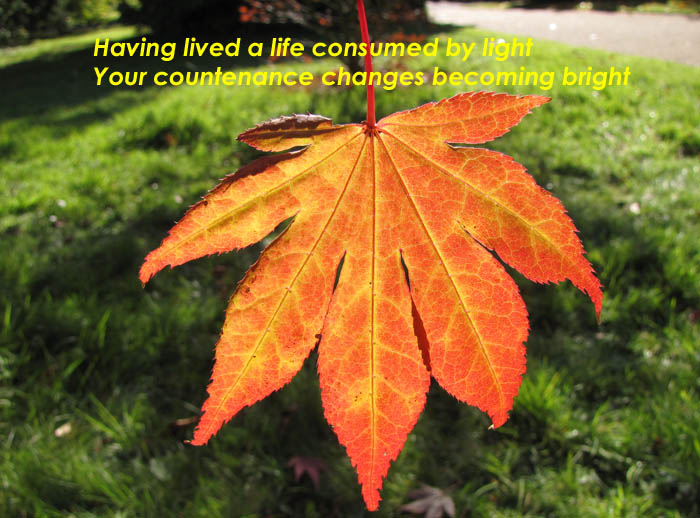 Having lived a life consumed by light your countenance changes becoming bright on the photo of an Acer Palmatum leaf changing to it's bright Autumn colour 