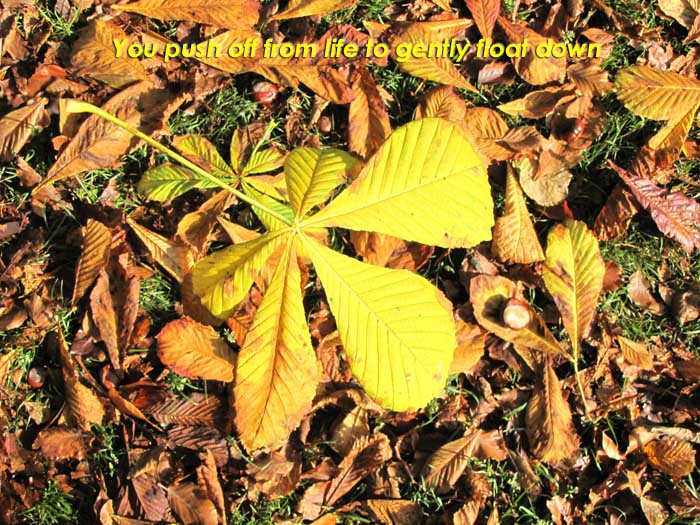 You push off from life to gently float down on the photo of a bright yellow  Horse Chestnut leaf falling into others already on the ground