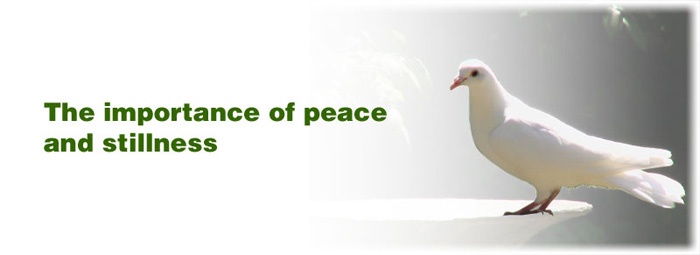 A photo of a backlight white dove with the header "the importance of peace and stillness." 