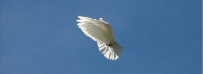 Photo of a dove flying in a blue sky looking directly at the viewer