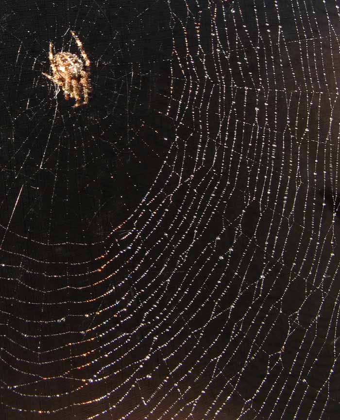 A photo of a spider in a web marbled with dew