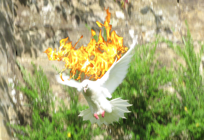 A white dove descending with flames on it's wings