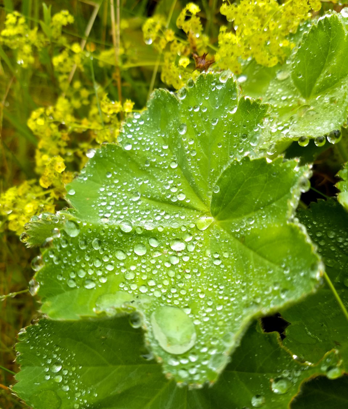 Dew looking like jewels on a leaf