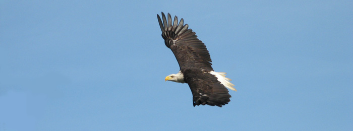 A bald eagle soars while looking at the camera!