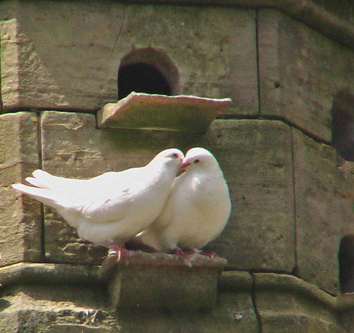 2 doves on a dove cote