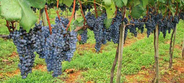 A row of black grapes that have been pruned of leaves so that the sun can ripen them.