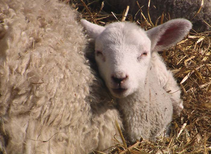 Photo of a new born lamb lying next to it's mother