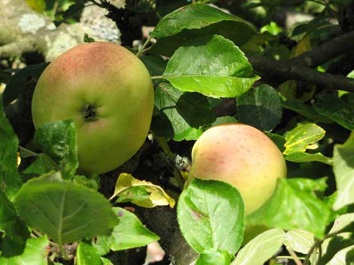 Ripe apples ready for picking light by the sun.