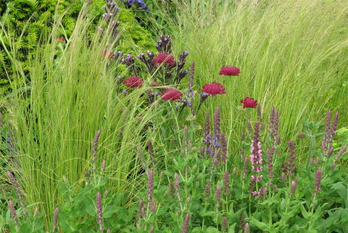 Photo of tall grass standing with red flowers.