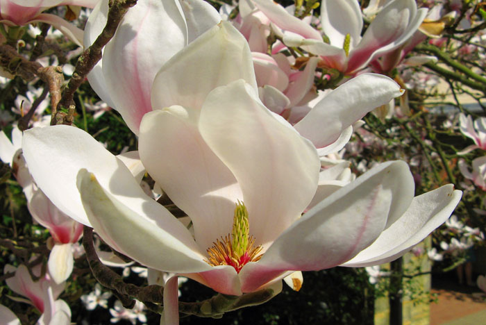 A magnolia flower